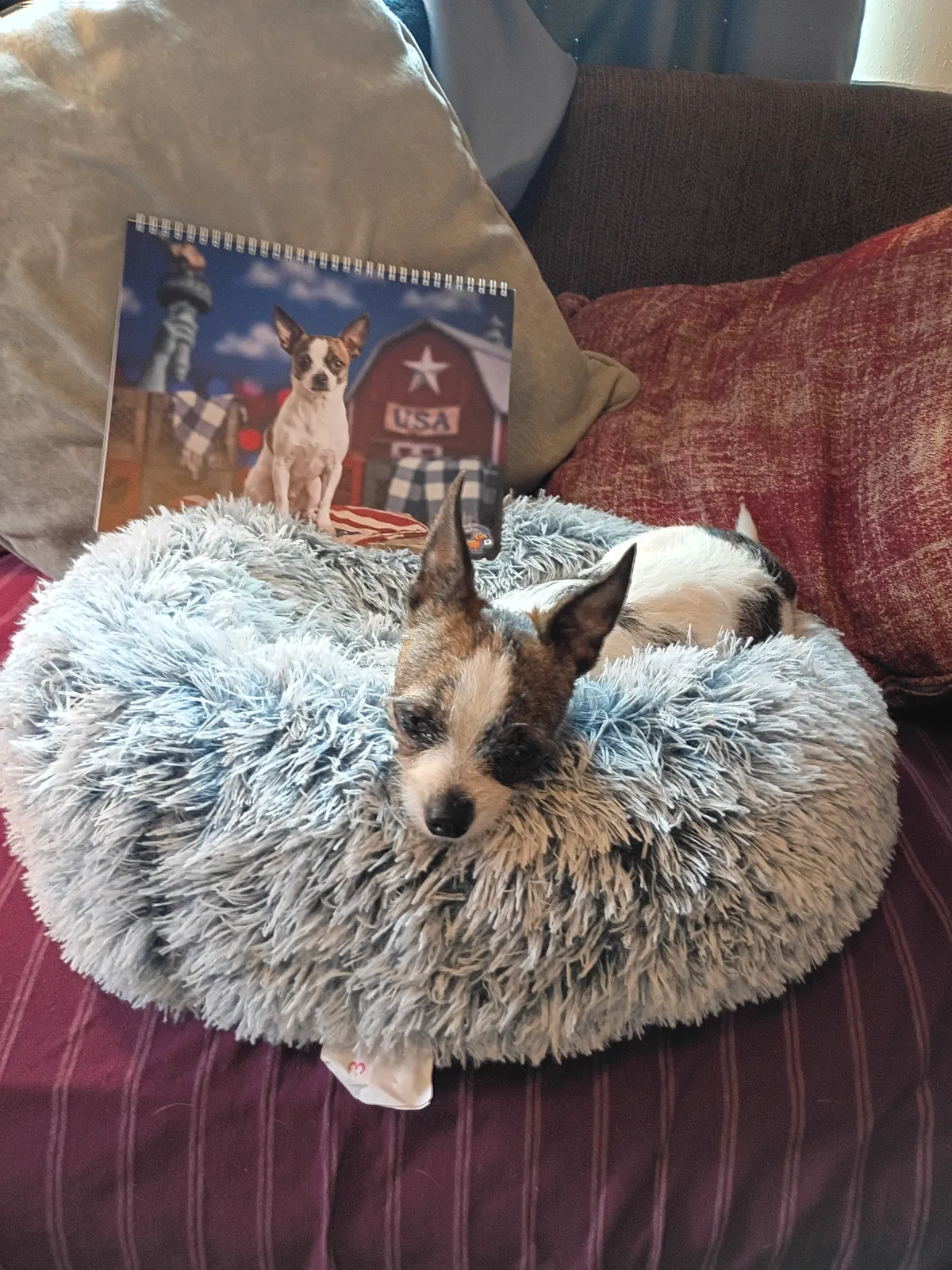 Un calendrier Américain imprimé sur un sofa derrière un petit chien couché dans un lit moelleux.