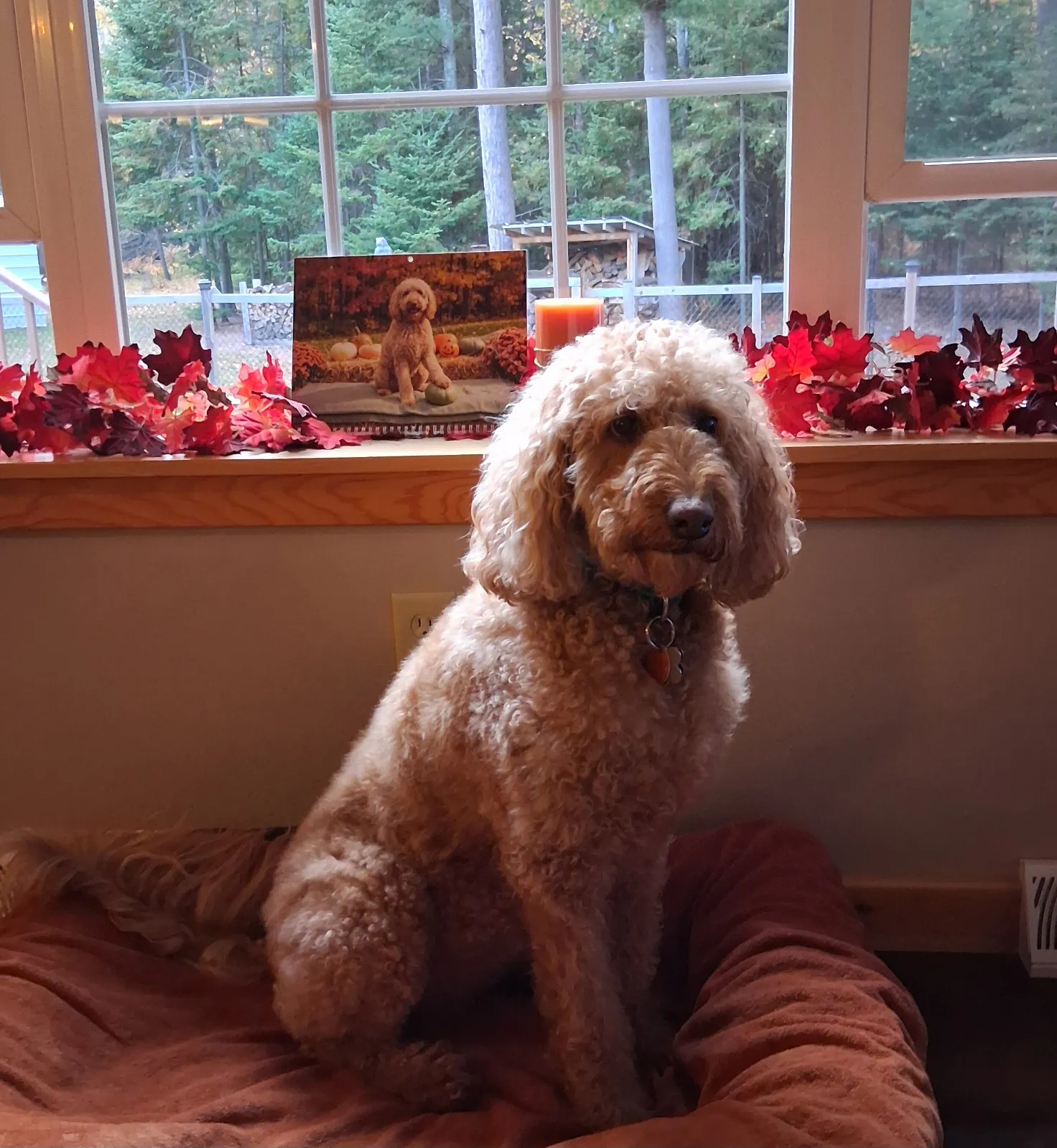 Un chien doré est assis sur un lit pour chien avec un calendrier Séance photo imprimé sur le rebord de la fenêtre.
