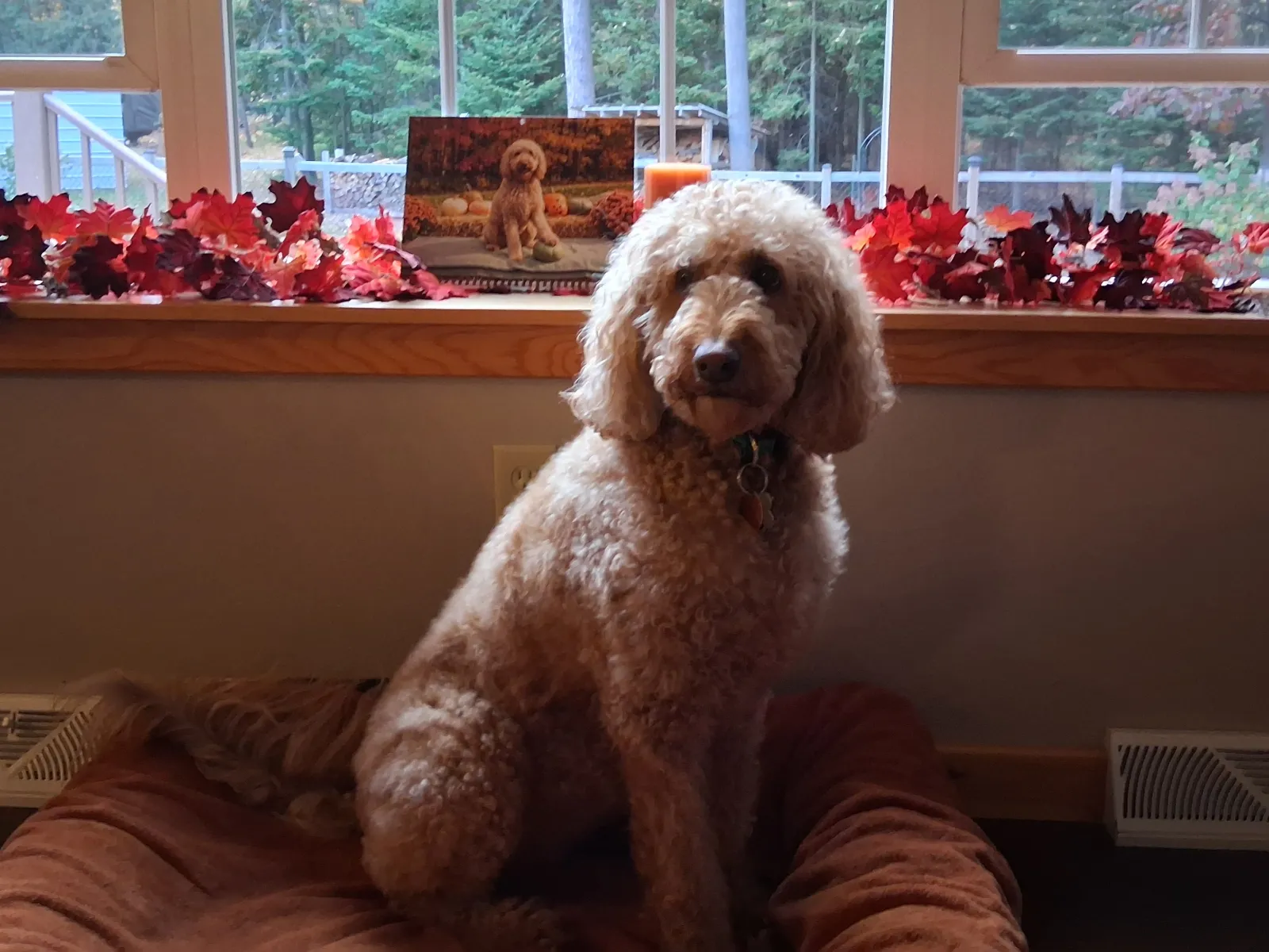 Un chien doré est assis sur un lit devant un rebord de fenêtre décoré d’un calendrier Séance photo imprimé.