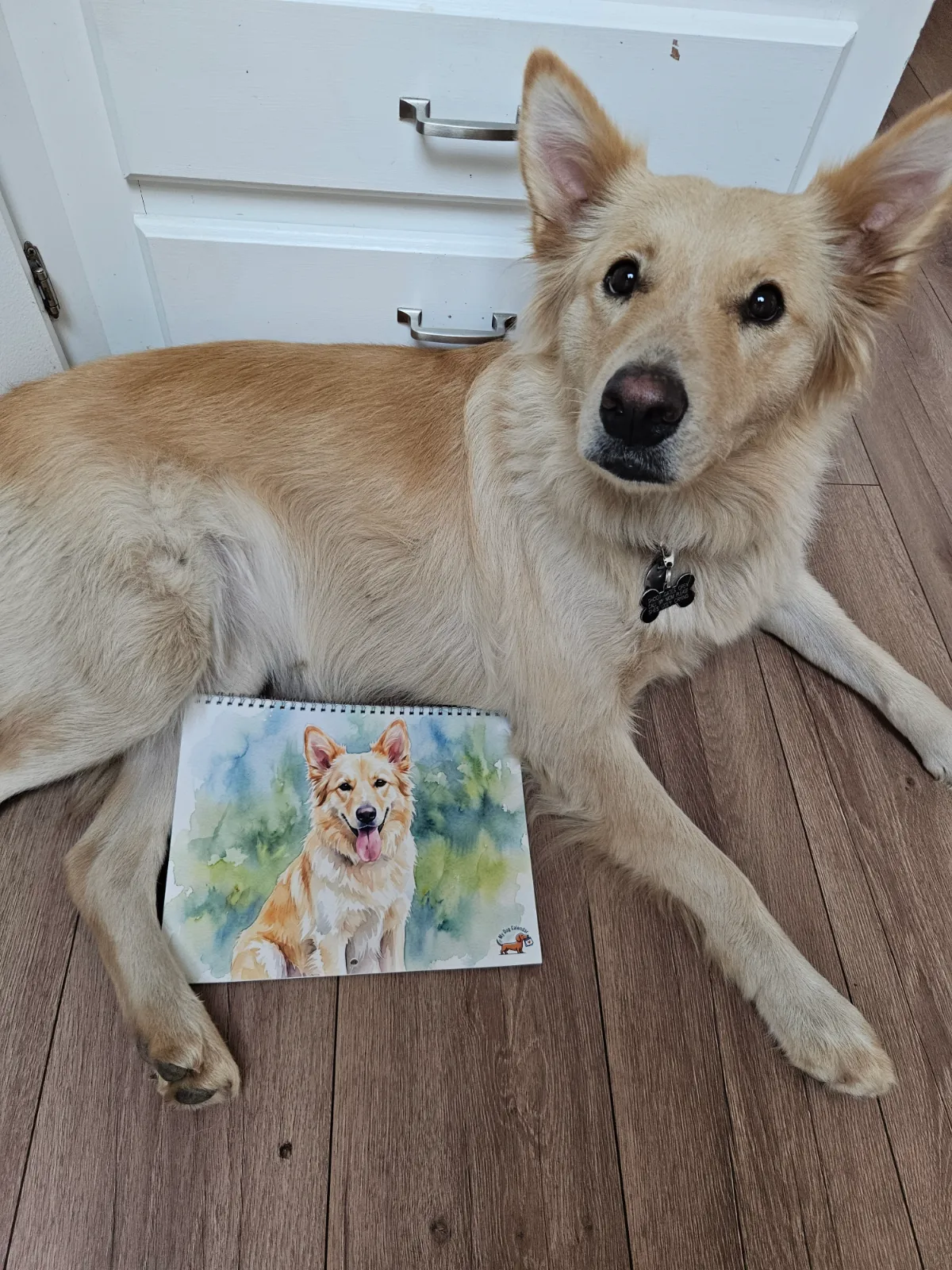 Un chien fauve poilu repose sur un plancher en bois à côté d’un calendrier Aquarelle imprimé avec son portrait.