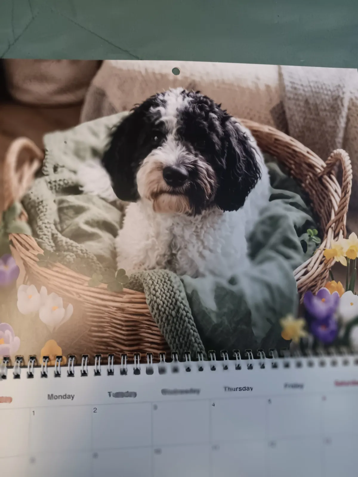 Un calendrier Adorable imprimé accroché au mur présente un chien noir et blanc assis dans un panier en osier.