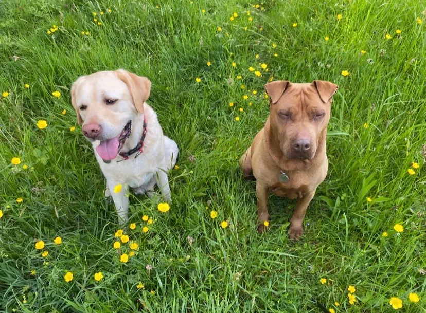 Un Labrador Retriever et un autre chien assis dans un champ d’herbe avec de petites fleurs jaunes.