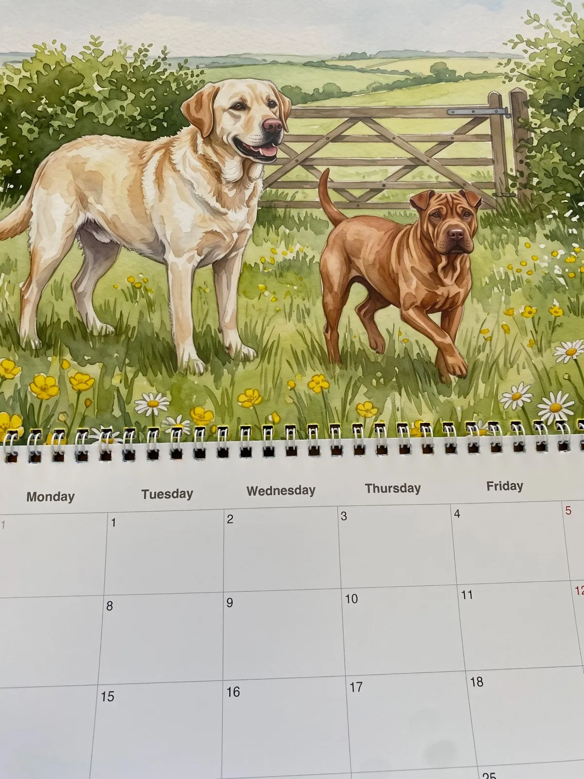 Un gros plan d’un calendrier Aquarelle imprimé représentant un Labrador Retriever et un autre chien dans un champ.