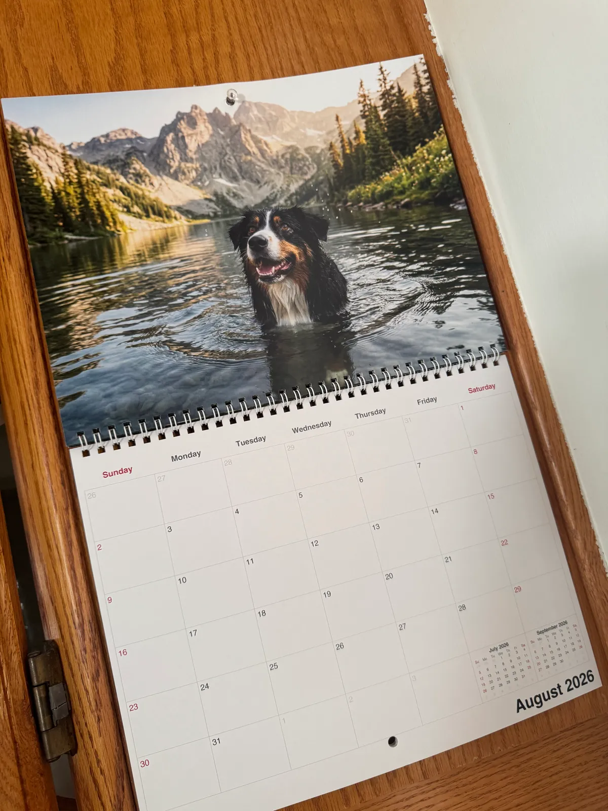 Un calendrier Nature imprimé accroché à un meuble en bois, ouvert à une page montrant un berger australien se baignant.