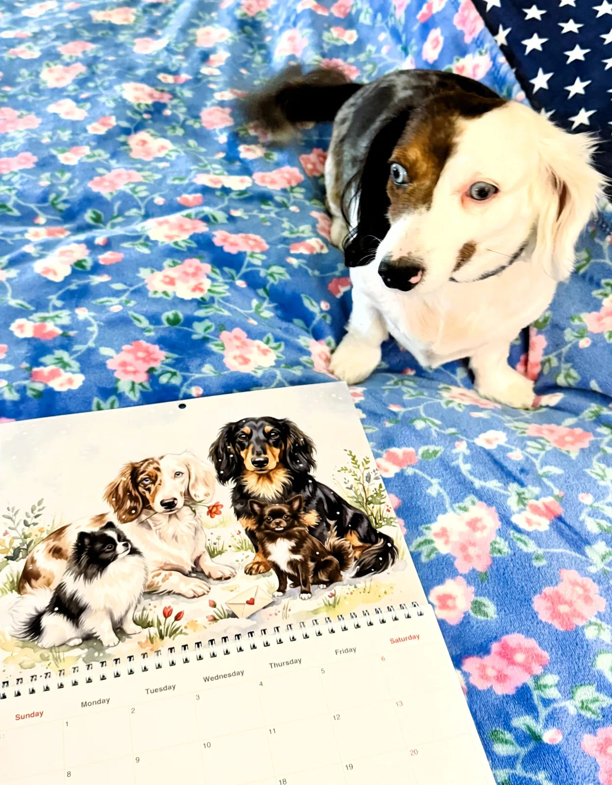 A Dachshund sits on a floral blanket beside a printed Watercolor calendar featuring painted dogs.