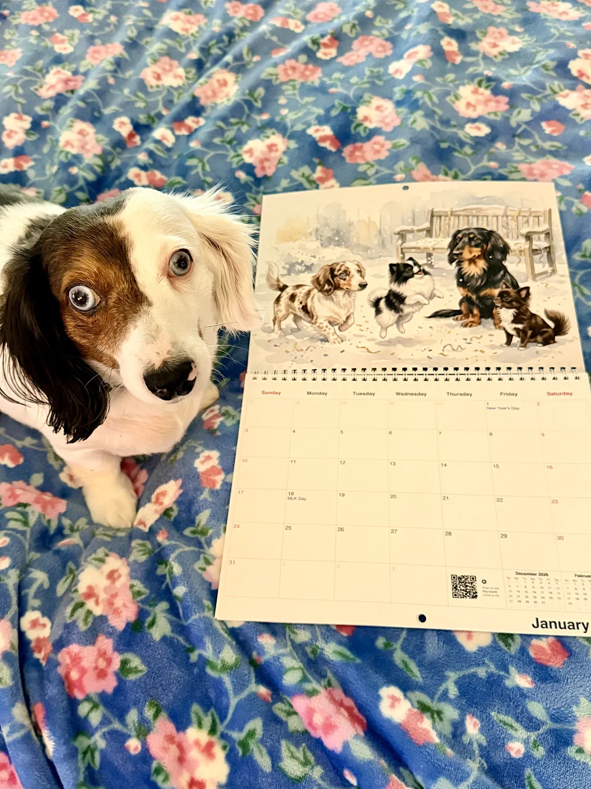 A Dachshund looks at the camera next to an open printed Watercolor calendar on a floral blanket.