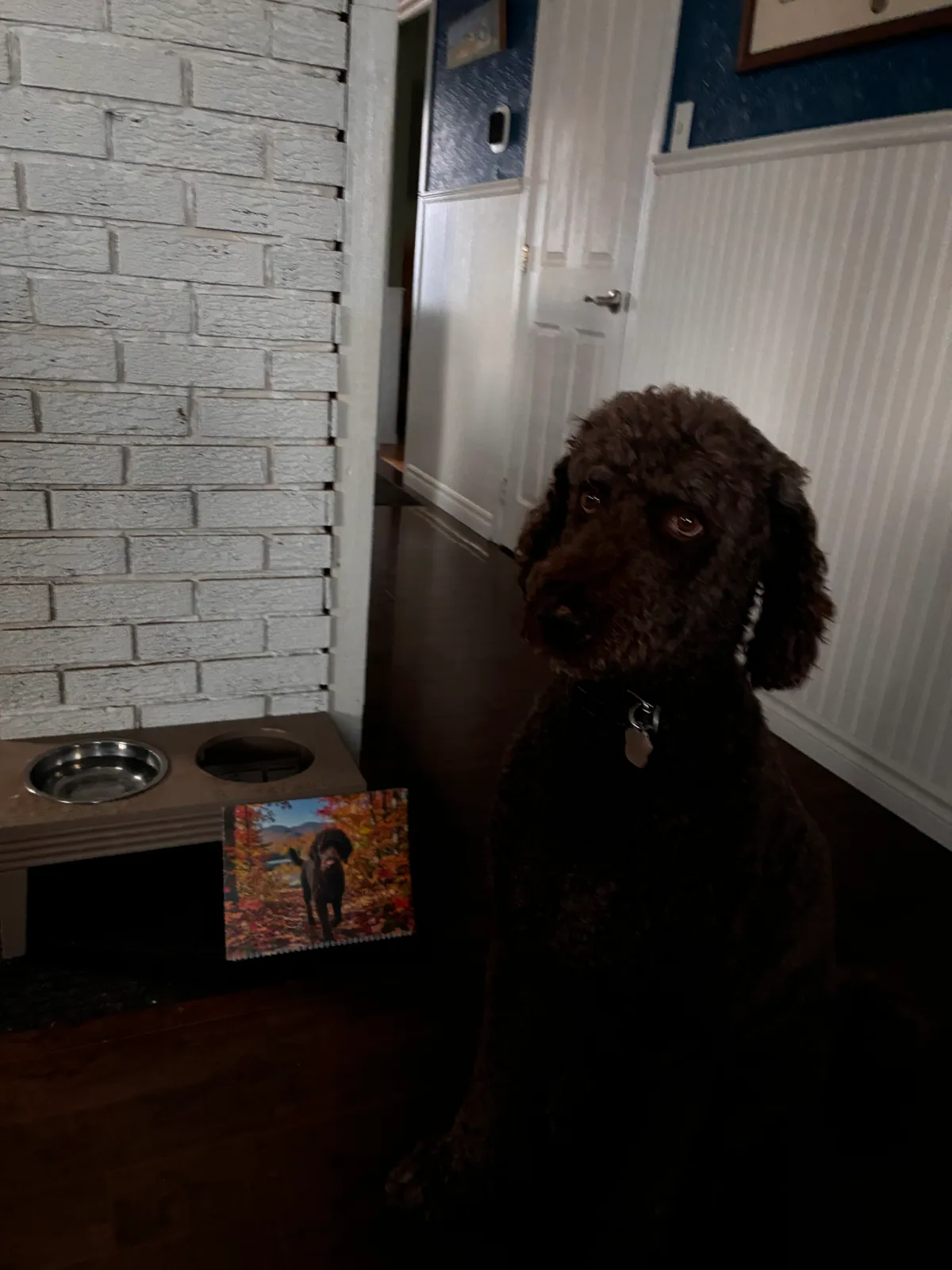 Un Caniche foncé se tient à côté d’un calendrier Canadien imprimé près d’une station de nourriture pour chiens.