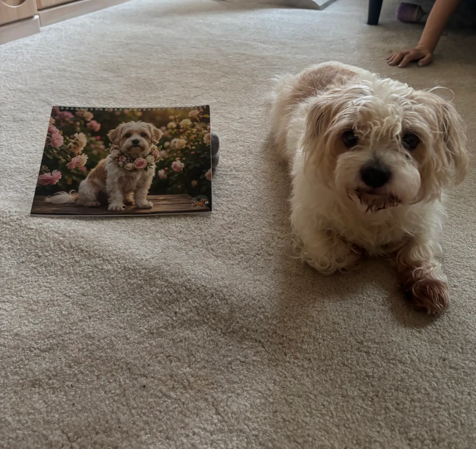 Un calendrier Aquarelle imprimé montrant un chien avec des fleurs repose sur un tapis à côté du vrai chien.