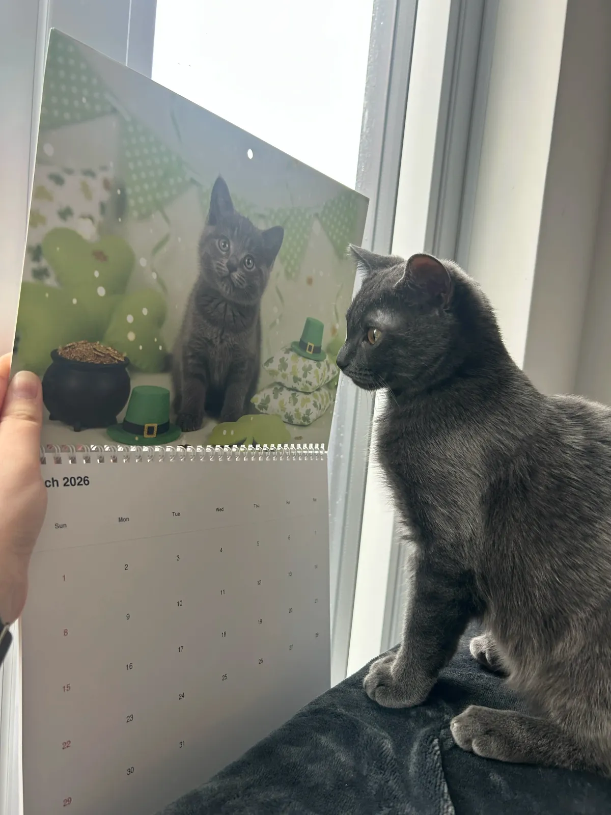 Quelqu’un tient un calendrier Livre d’images kawaii imprimé devant un chat qui regarde son image.