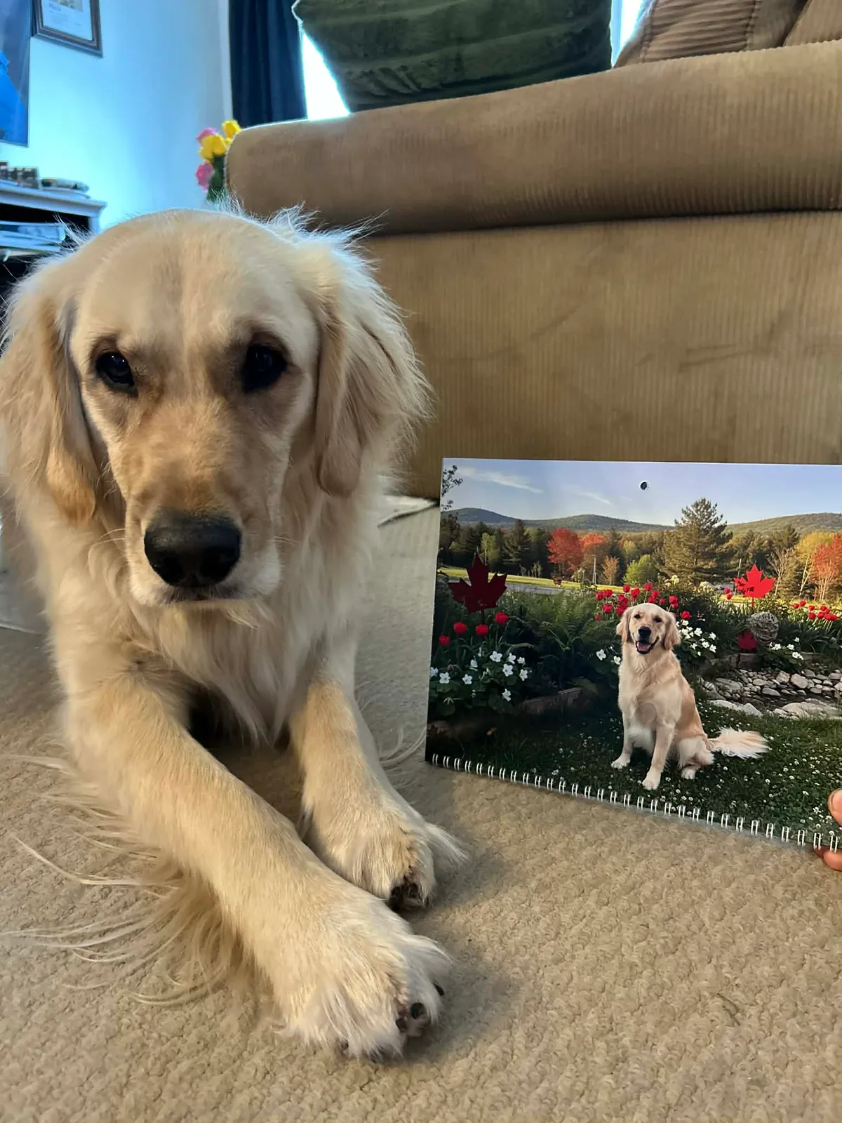 Un chien est couché sur le sol à côté d’un calendrier Canadien imprimé montrant un chien dans un jardin.