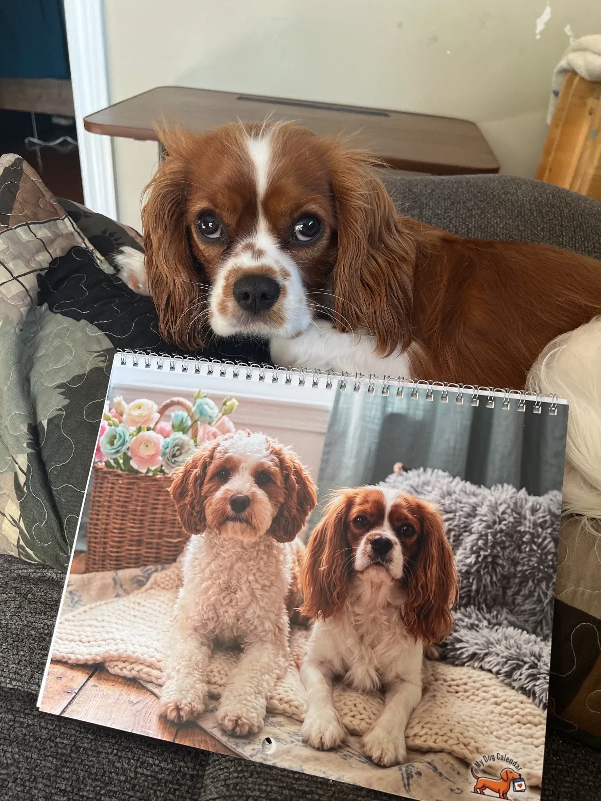 Un Cavalier King Charles Spaniel se repose derrière un calendrier Adorable imprimé montrant deux chiens.