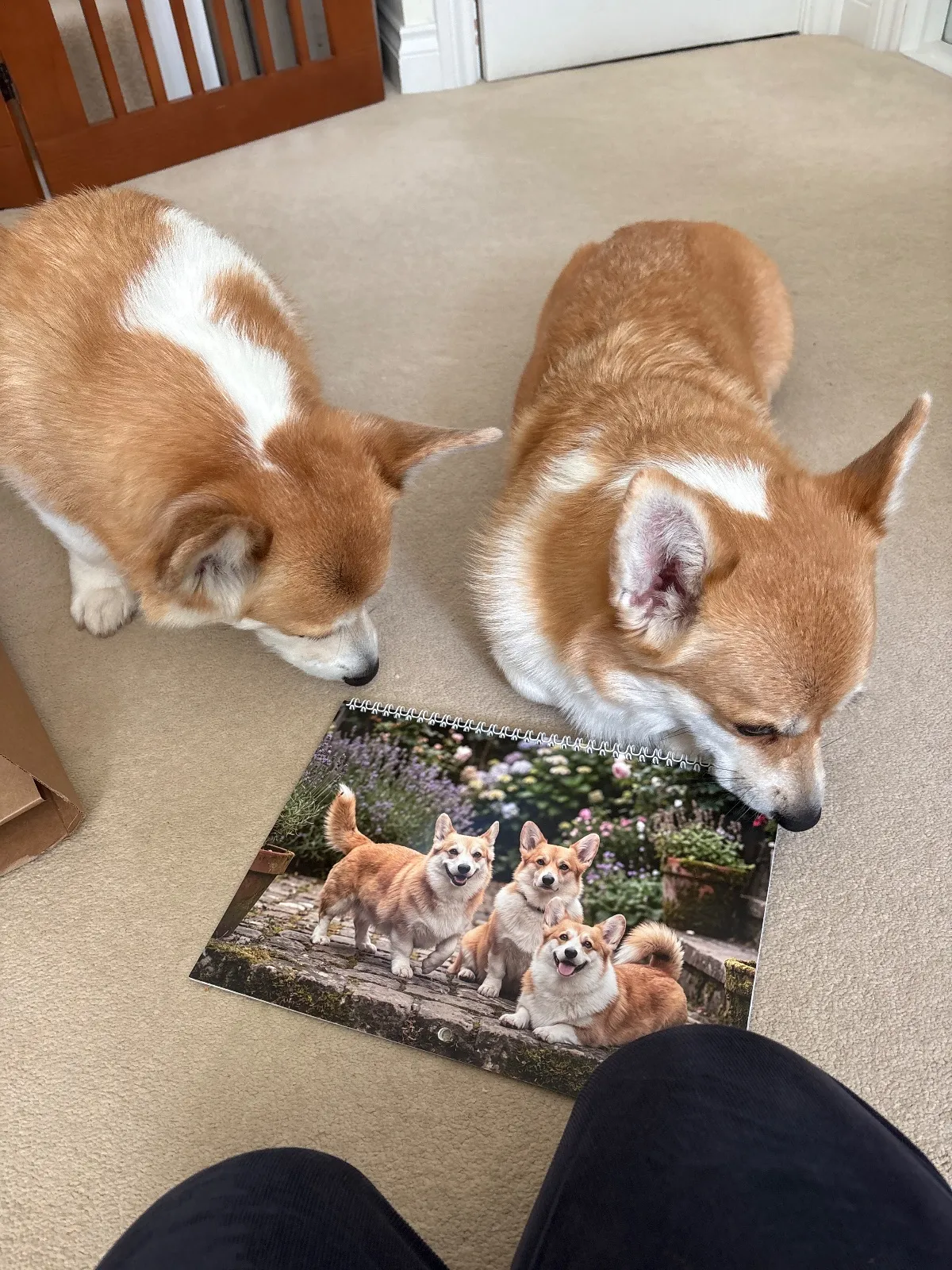 Deux Corgis gallois Pembroke sont allongés sur un tapis à côté d’un calendrier Nature imprimé ouvert.