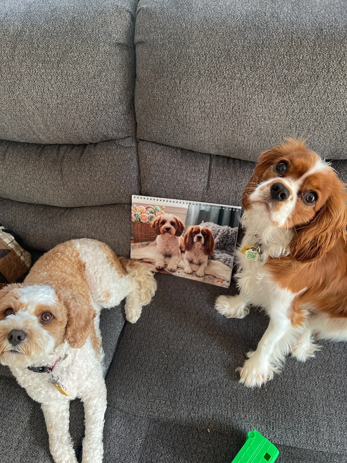 Un calendrier Adorable imprimé pose sur un canapé entre un chien blanc et brun et un Cavalier King Charles Spaniel.